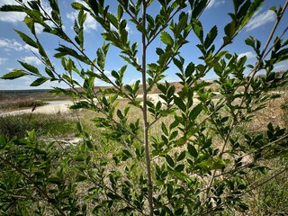 Elm, Ulmus tree of the elm family (Ulmaceae) has green leaves by the river. Selective focus of Ulmus pumila celer tree, European hornbeam or carpinus betulus.
