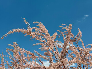 Soft pink flowering branches of the Tamarix gallica shrub on a sky background. Close-up. Tamarix gallica, also known as the French tamarisk, is a deciduous, herbaceous, twiggy shrub or small tree.
