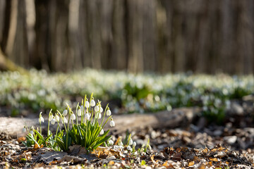 Snowdrops blooming in forest during springtime