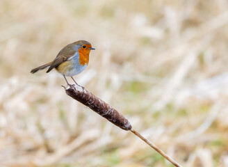 European robin 