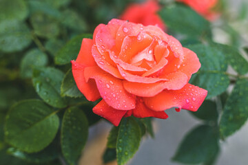 Blooming coral rose showing water drops after rain
