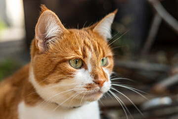 Ginger and white cat wearing collar and observing surroundings