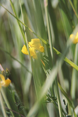 Vibrant yellow wildflowers are scattered among lush green grass during a sunny day in a serene meadow. The flora thrives in their natural habitat, showcasing beauty and diversity