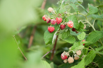 Raspberries