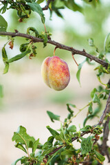 Orchard Fruit