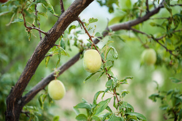 Orchard Fruit
