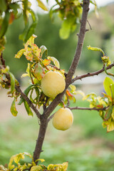Orchard Fruit