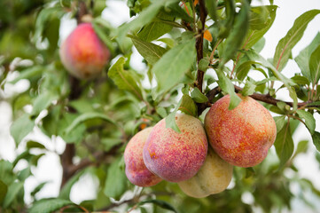 Orchard Fruit