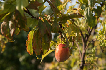Orchard Fruit