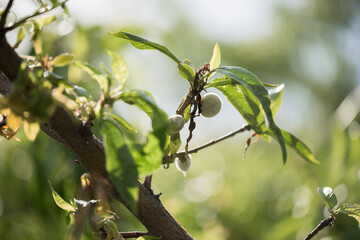 Orchard Fruit