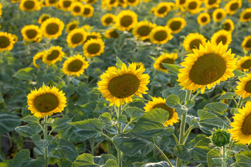 Obraz premium Sunflowers blooming in a field under the summer sun