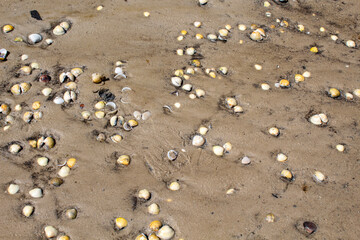 conchinhas na areia da praia 