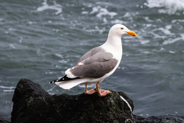 Seagull Perched on a Rock by the Ocean