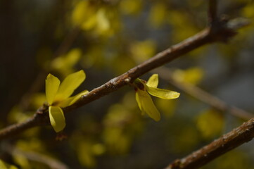 Forsythia