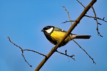 Kohlmeise auf einem Ast
