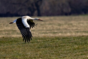 Storch im Flug über eine Wiese