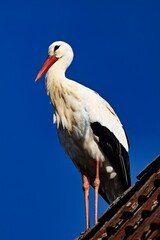 Storch auf dem Dach