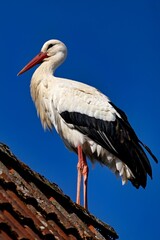Weißstorch auf dem Dach