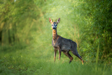 Deer in Verdant Forest Pathway