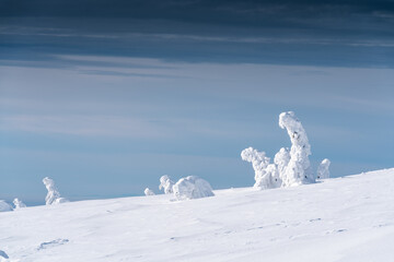 Snow-covered trees on wintry landscape