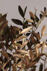 Close-up Selective soft focus gold, broze green leaf twig. Natural abstract light, shadow background.