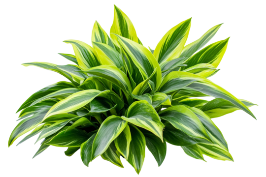 Vibrant green and yellow variegated plant with lush foliage.