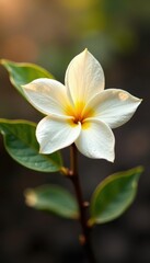 Fototapeta premium Whole vanilla bean with delicate flower blossom , floral, fragrance