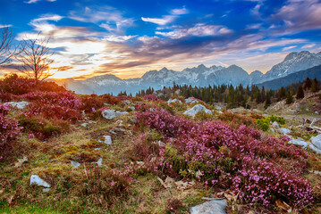 Heather flowers blooming at sunset, Velika Planina, Kamnic, Slovenia, Easter sunny landscape