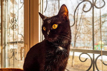 Beautiful black kitty poses for the camera!