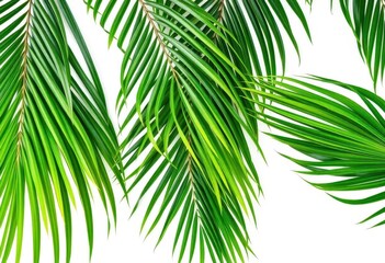 Obraz premium Several vibrant green palm leaves isolated on a pure white background, bright, texture