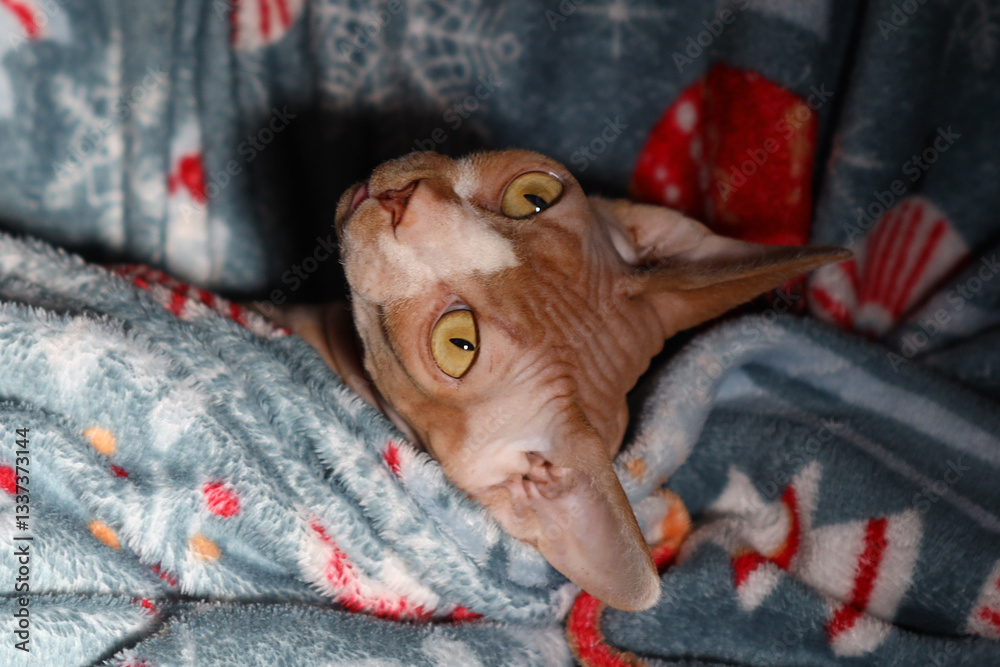 Poster a domestic cat is lying on top of a blanket, wrapped in another layer for comfort and warmth.