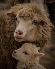 sheep and lamb