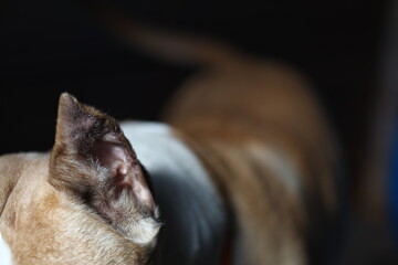 Close-up shot of a dog's head with blurred background.