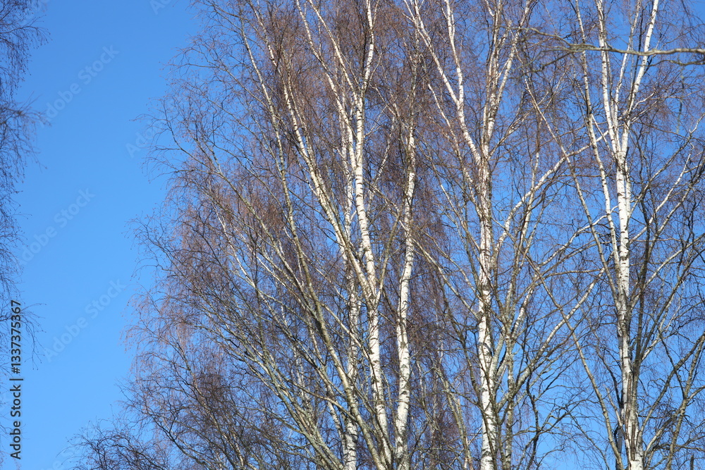 Poster a group of trees without leaves, highlighting their branches and trunks.