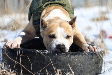A brown and white dog resting on top of an old tire, a simple yet endearing scene.