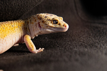 Close-up of the face of an eublephar gecko, Macro photo next to animal place for text