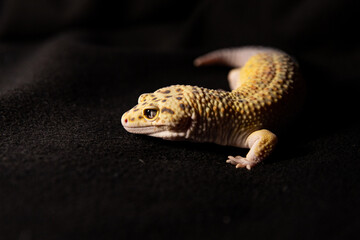 Eublephar gecko with bright eyes, Macro photo next to animal place for text