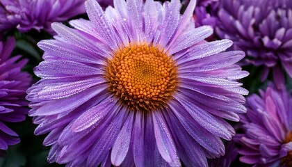 Obraz premium close up of vibrant purple aster flowers covered in dewdrops the delicate petals create a stunning floral background perfect for nature and botanical themes