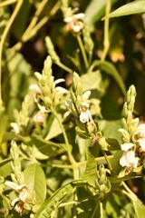 White flowering plant in spring
