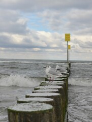 Mewy na falochronach © Jacek