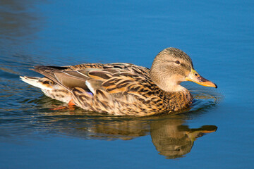 duck on the water