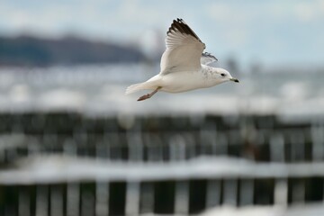 Mewa w locie