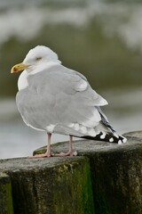 Mewa