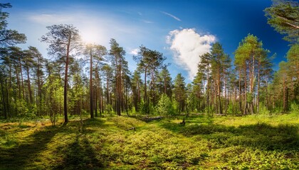 Fototapeta premium summer forest trees with blue sky