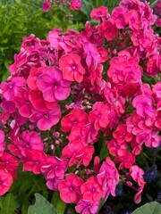 pink bright lush summer flowers. flowering