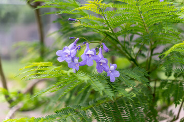 Exotic purple blossoms nestled in vibrant green fern foliage.Purple Jacaranda Mimosifolia flowers...