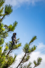 Yellow-tailed Black-Cockatoo sitting on branch of a pine tree in front of blue sky in Victoria, Australia