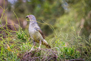 Female Satin Bowerbird sitting on twigs in Cape Otway National Park, Victoria, Australia.