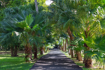 Obraz premium Tropical palm tree pathway. Beautiful botanical garden with swaying palm leaves. Exotic jungle walkway through a tropical oasis