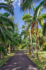 Obraz premium Palm-lined walkway under clear blue skies. Avenue of palms: sunlit path through exotic garden.